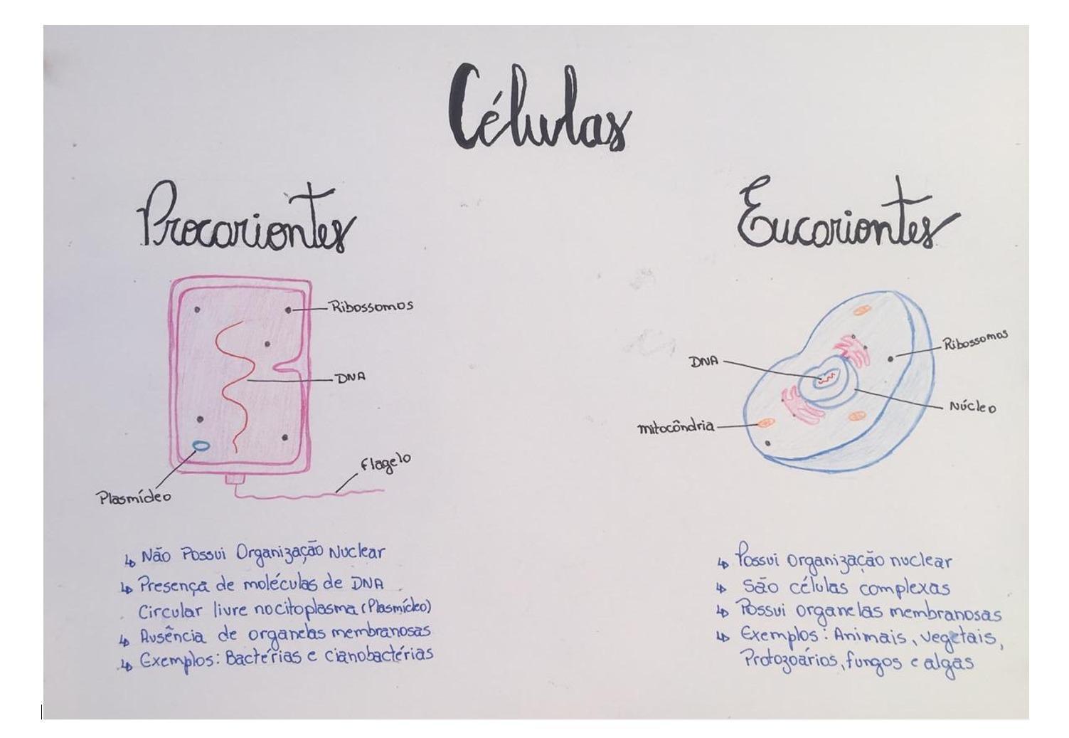 Diferenças entre as Células Eucariontes e Procariotes