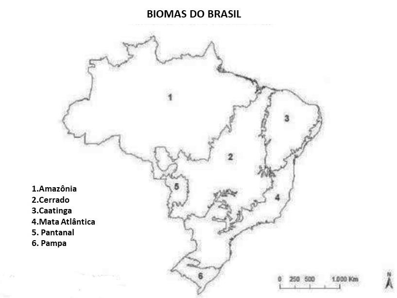 MAPA PARA COLORIR SOBRE OS BIOMAS BRASILEIROS