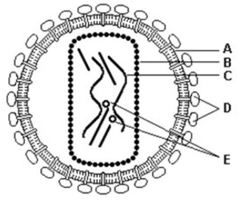 ATIVIDADES – VÍRUS – CIÊNCIAS E BIOLOGIA