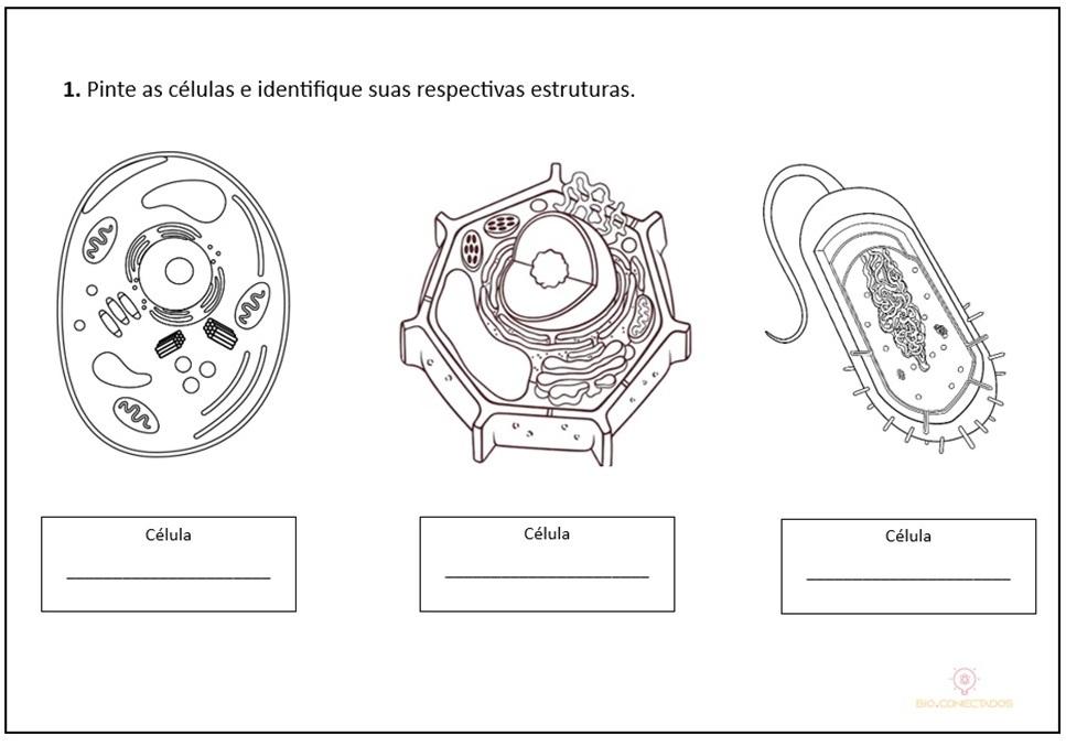 ATIVIDADE SOBRE AS CÉLULAS PARA COLORIR