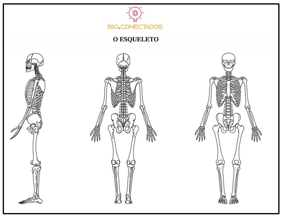 ATIVIDADE- O ESQUELETO 