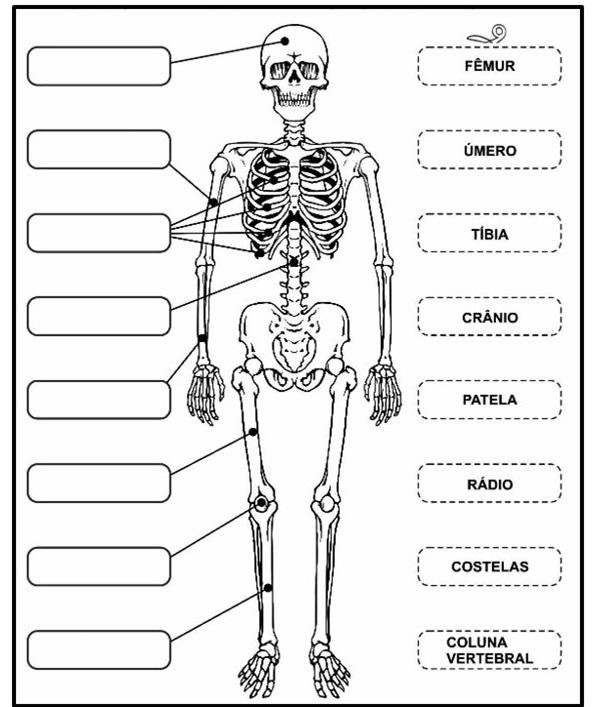 O ESQUELETO - ATIVIDADE PARA RECORTAR E COLAR