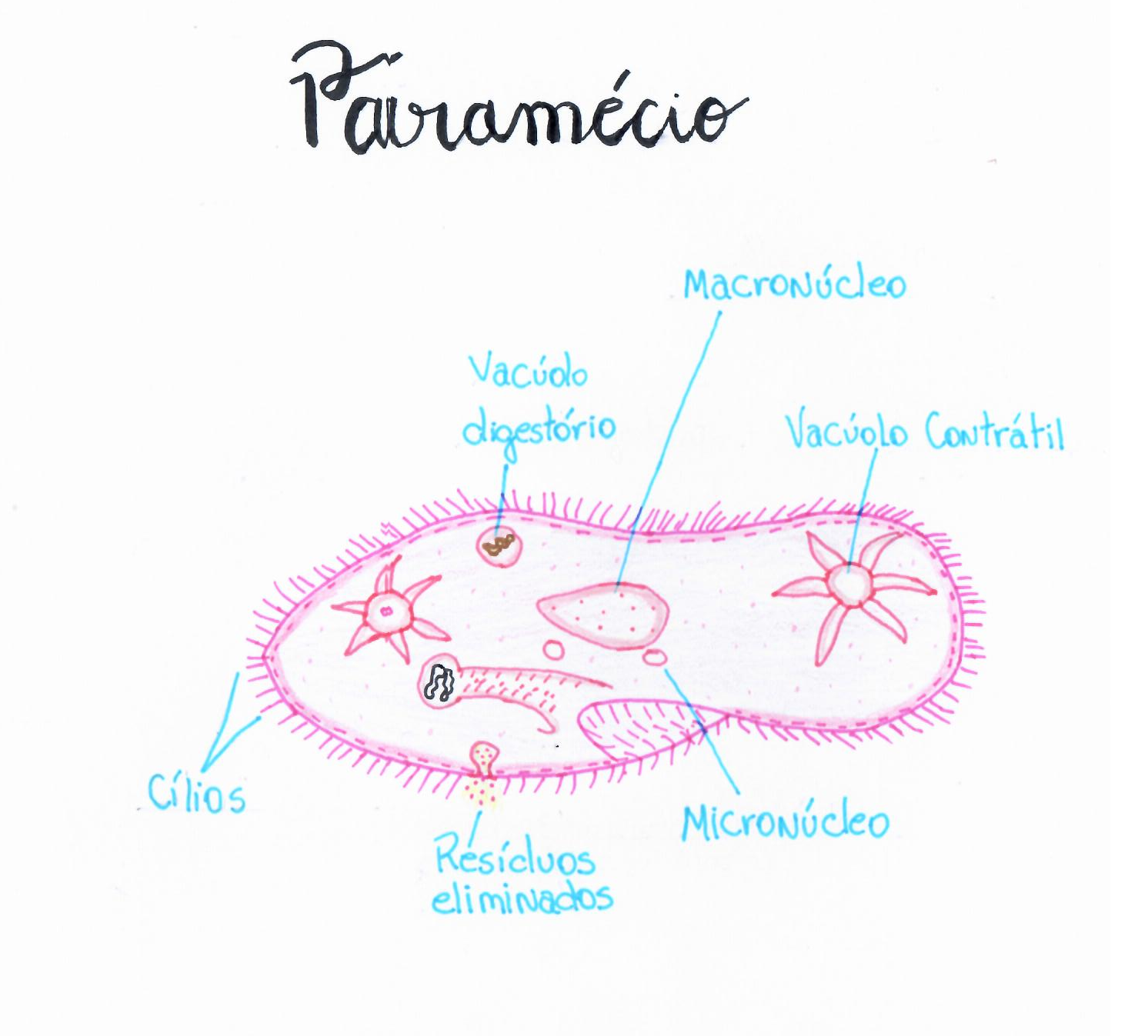 PARAMÉCIO: ESTRUTURA DE UM PROTOZOÁRIO CILIADO