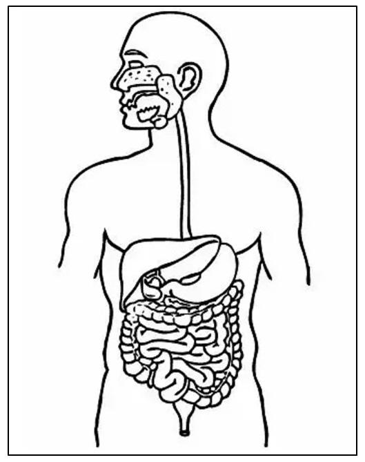 SISTEMA DIGESTÓRIO E RESPIRATÓRIO E SISTEMA RESPIRATÓRIO - ATIVIDADE PARA COLORIR