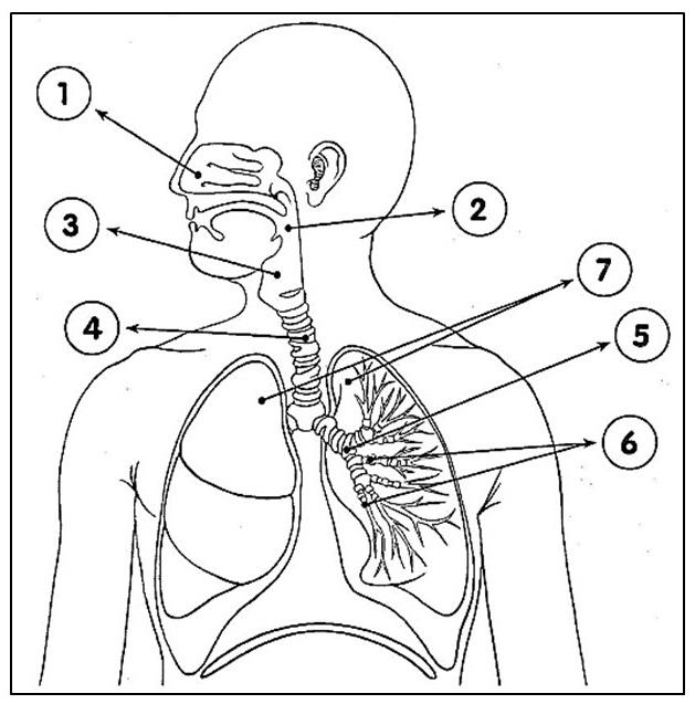 SISTEMA DIGESTÓRIO E RESPIRATÓRIO E SISTEMA RESPIRATÓRIO - ATIVIDADE PARA COLORIR