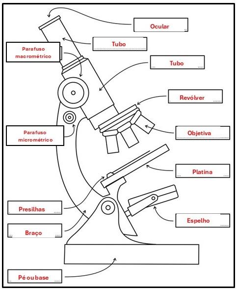 PARTES DO MICROSCÓPIO