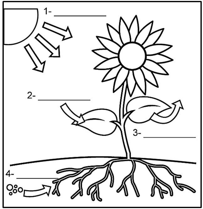 ETAPAS DA FOTOSSÍNTESE PARA COLORIR E COMPLETAR