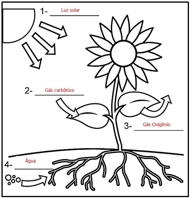ETAPAS DA FOTOSSÍNTESE PARA COLORIR E COMPLETAR