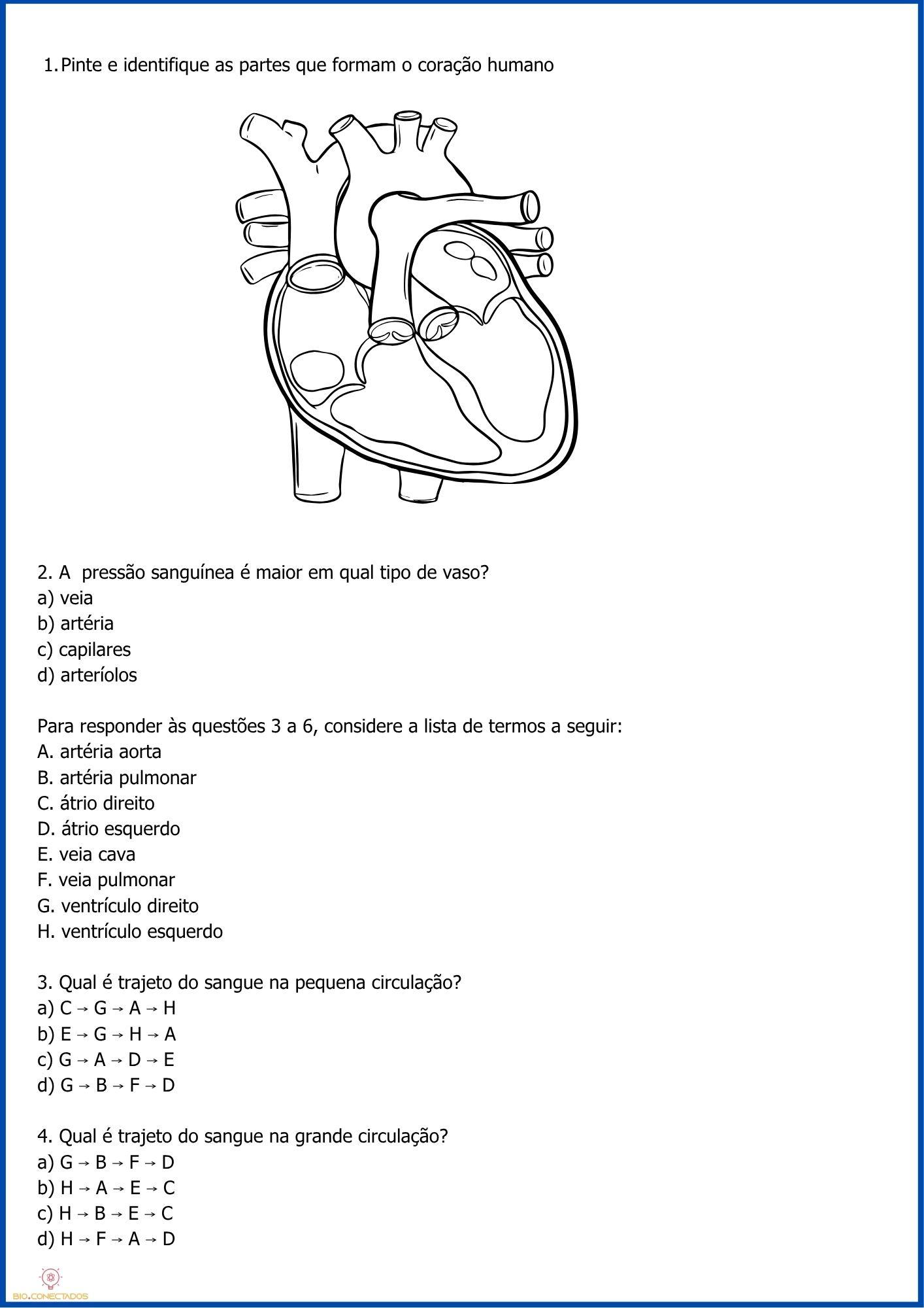 SISTEMA CARDIOVASCULAR - ATIVIDADES 