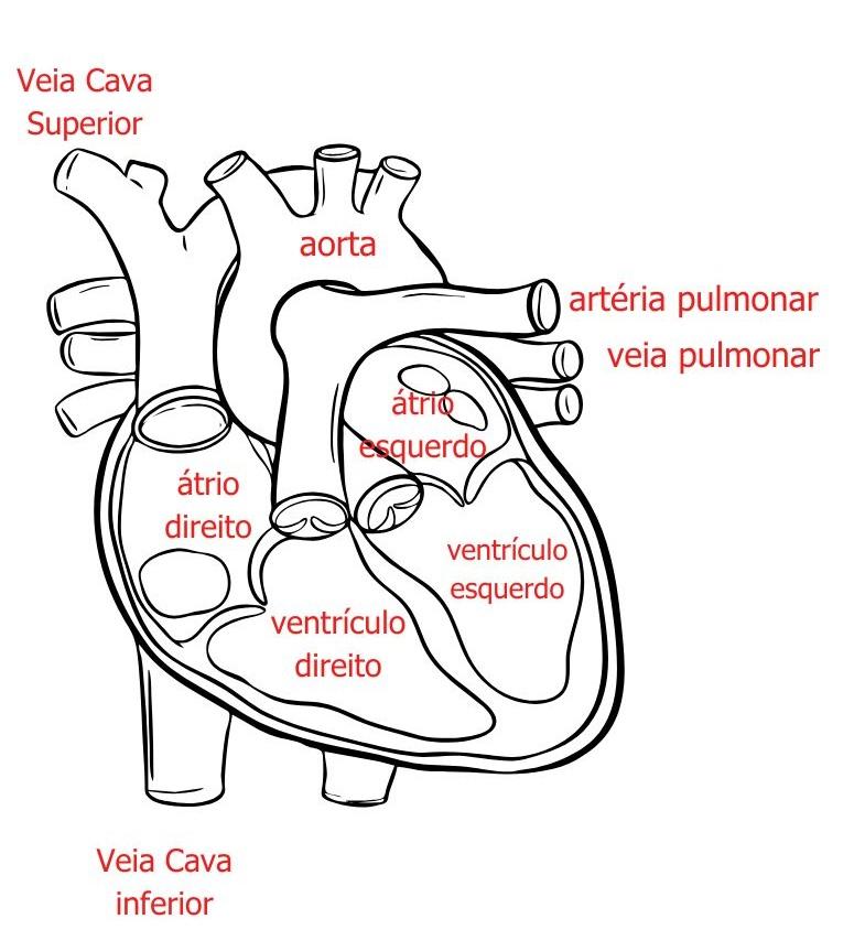 SISTEMA CARDIOVASCULAR - ATIVIDADES 