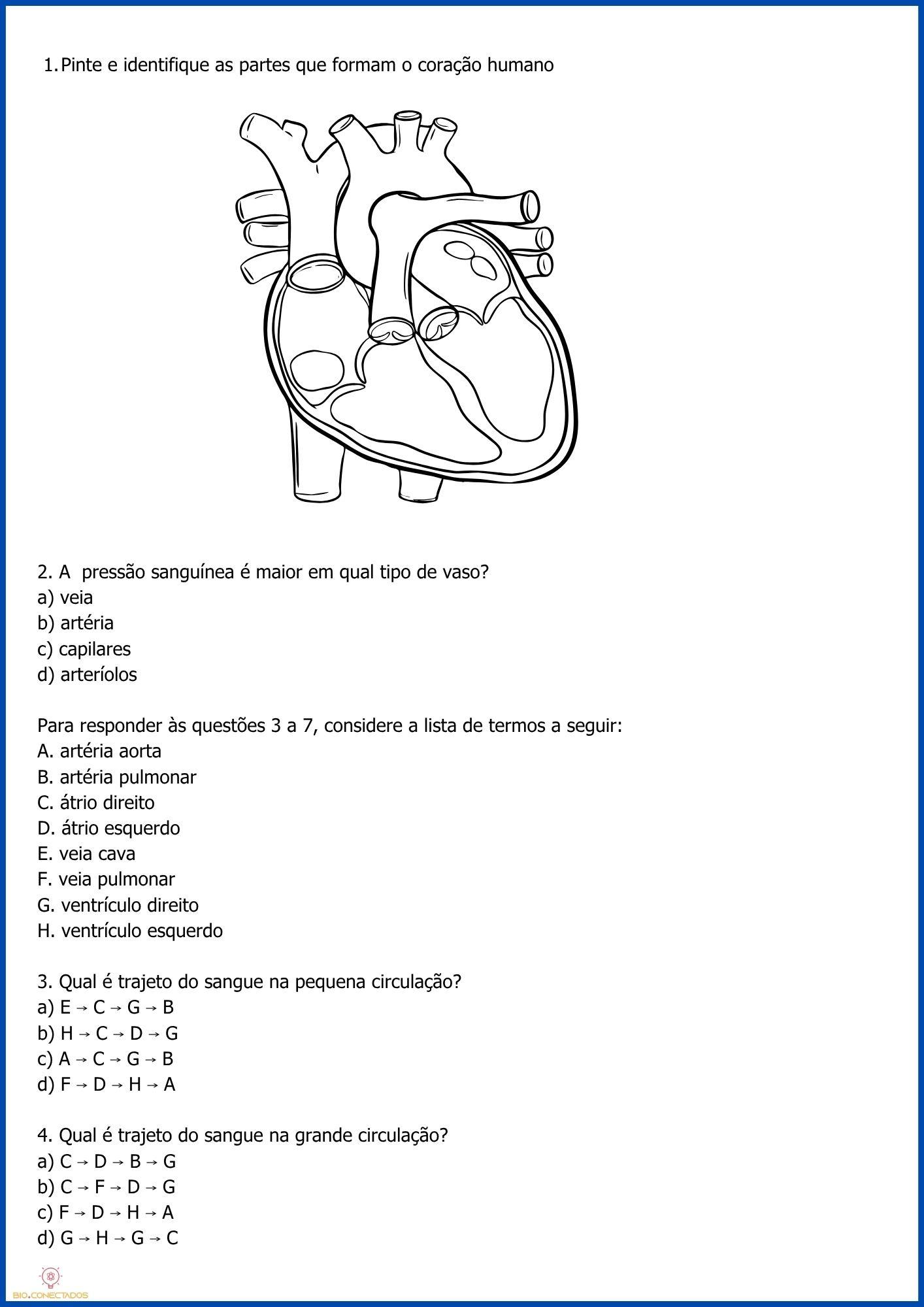 SISTEMA CARDIOVASCULAR - ATIVIDADES 