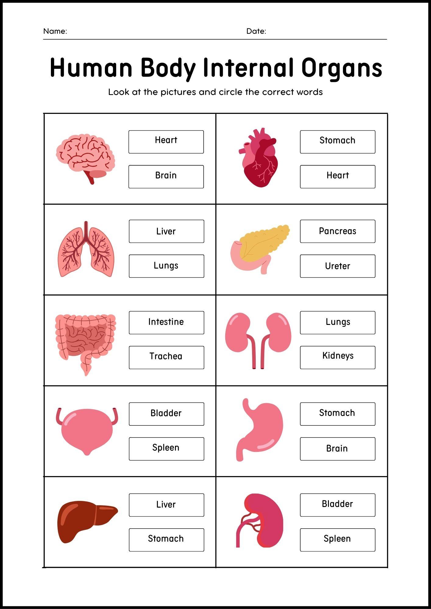 ACTIVITY ON INTERNAL ORGANS OF THE HUMAN BODY