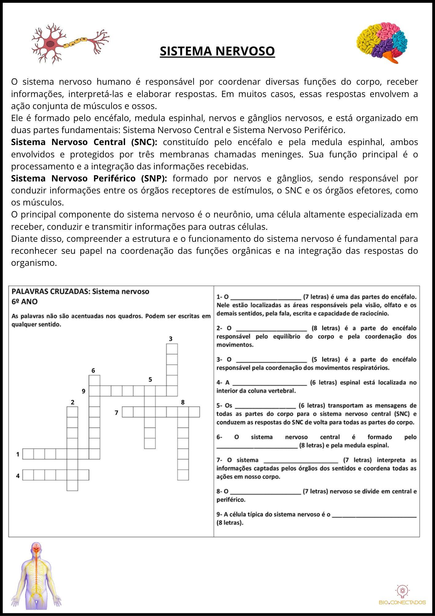 CRUZADINHA SOBRE O SISTEMA NERVOSO