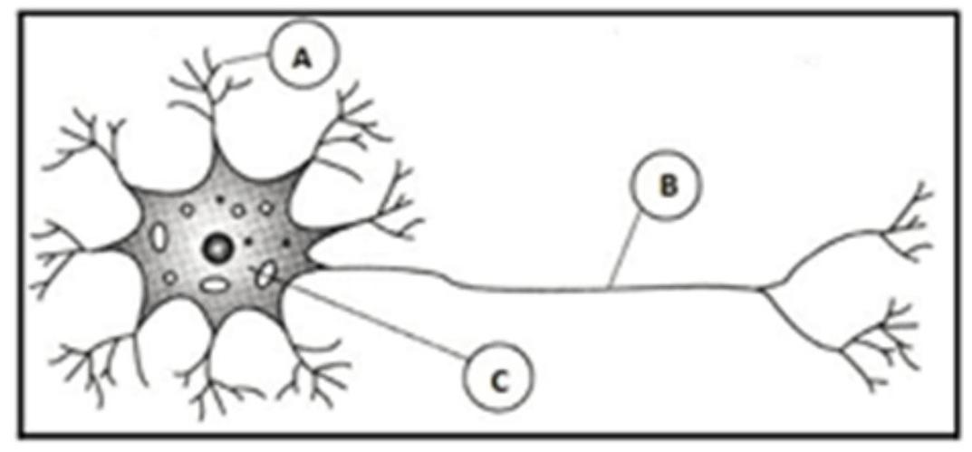 ATIVIDADES SOBRE O SISTEMA NERVOSO ATIVIDADES SOBRE O SISTEMA NERVOSO