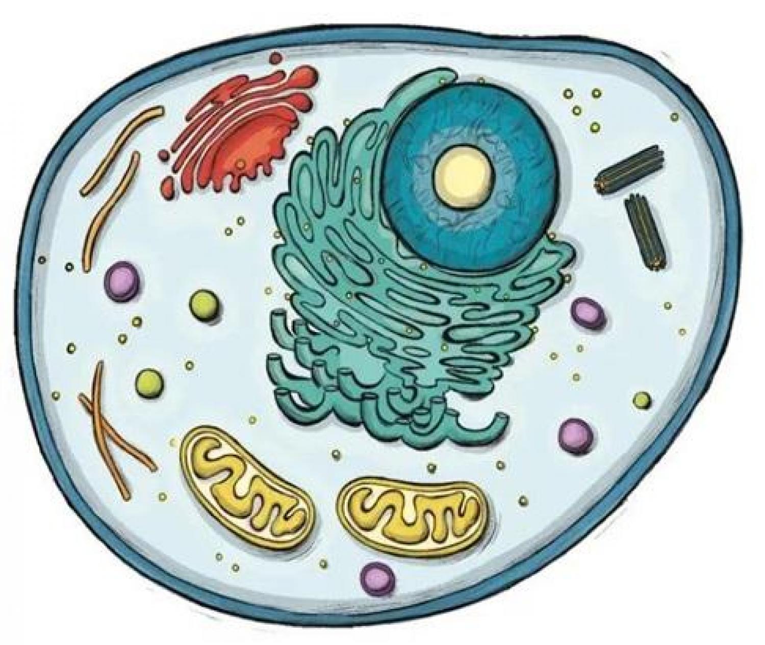 Onde está armazenado o DNA da célula?