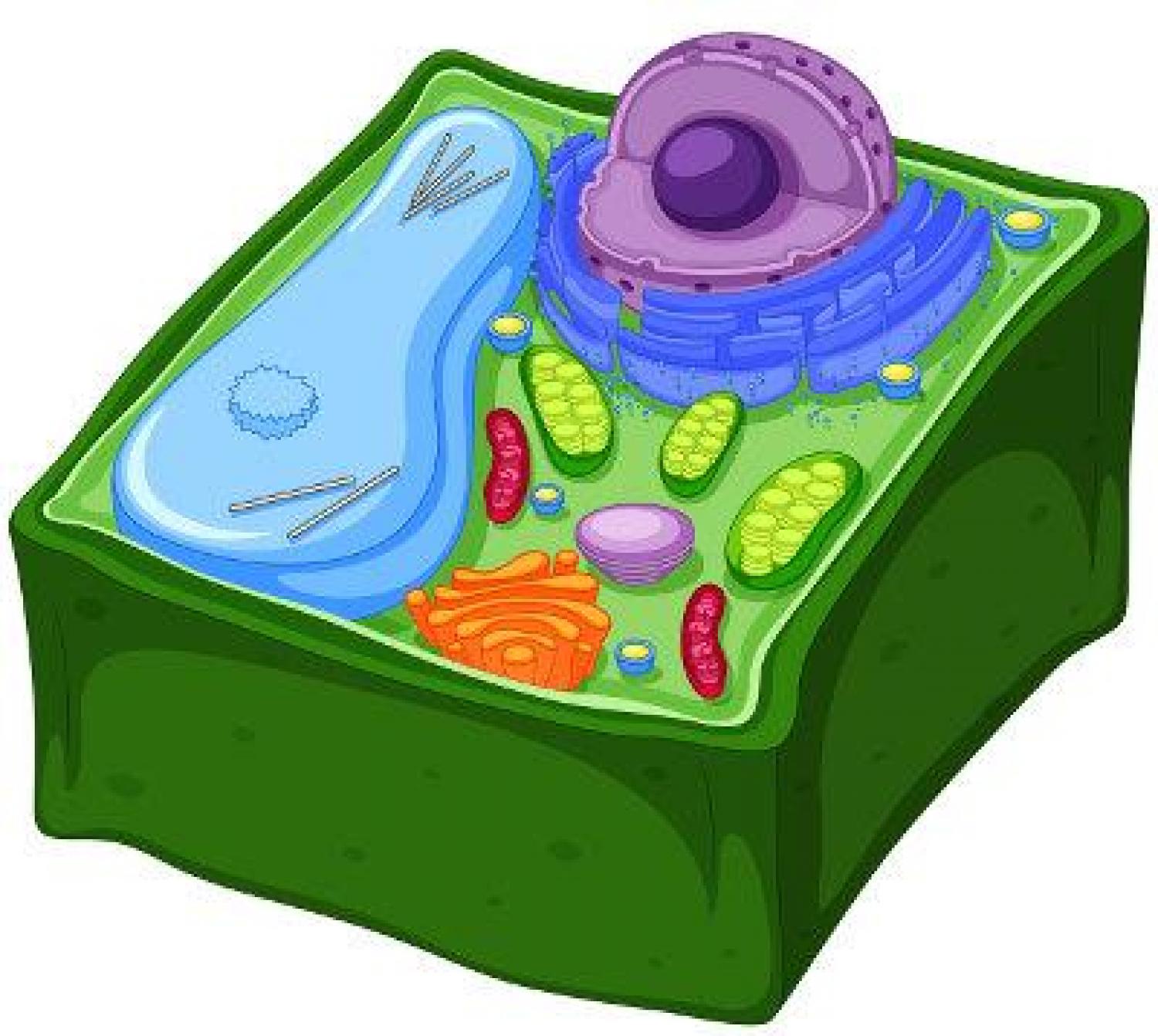 Qual organela das células vegetais armazena substâncias e ajuda a regular a entrada de água, mantendo a pressão de turgor?