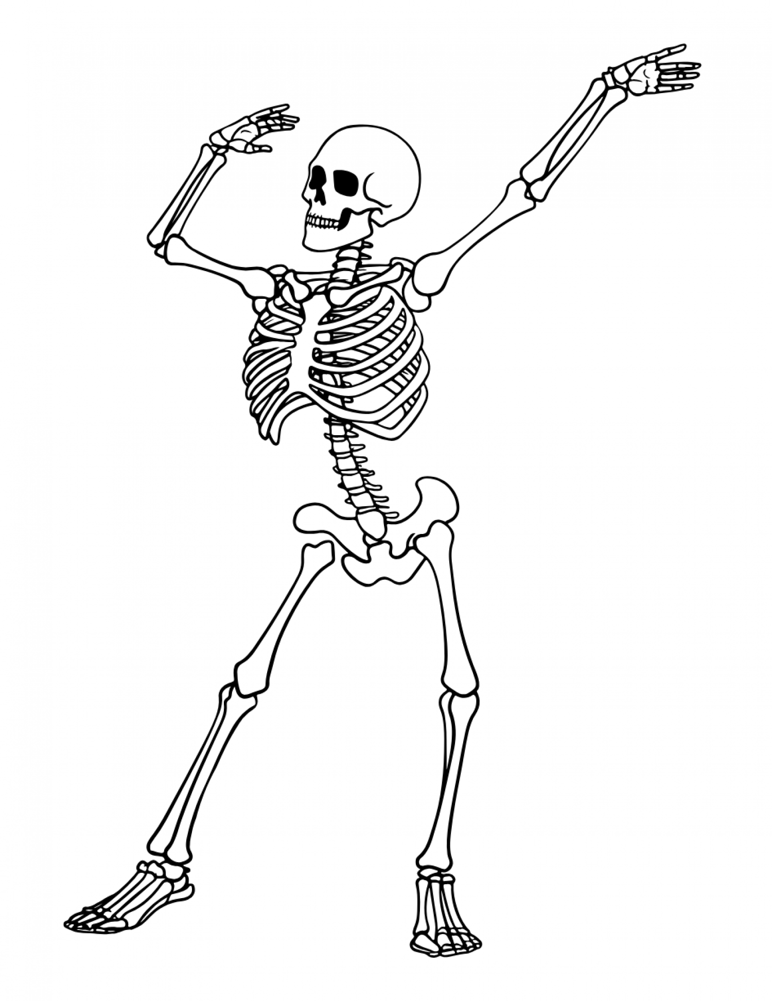 Qual é a principal diferença entre esqueleto axial e esqueleto apendicular?  