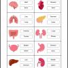  ACTIVITY ON INTERNAL ORGANS OF THE HUMAN BODY