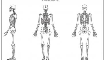 ATIVIDADE- O ESQUELETO 