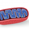  ATIVIDADES – ORGANELAS CITOPLASMÁTICAS – BIOLOGIA