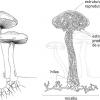  ATIVIDADES – REINO FUNGI – CIÊNCIAS E BIOLOGIA