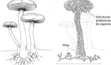  ATIVIDADES – REINO FUNGI – CIÊNCIAS E BIOLOGIA