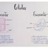  Diferenças entre as Células Eucariontes e Procariontes