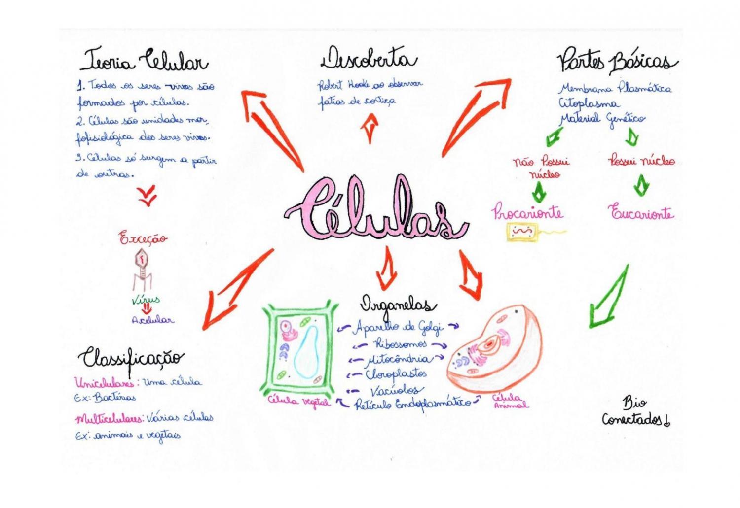  Mapa mental sobre as células 