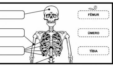  O ESQUELETO - ATIVIDADE PARA RECORTAR E COLAR