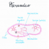  PARAMÉCIO: ESTRUTURA DE UM PROTOZOÁRIO CILIADO