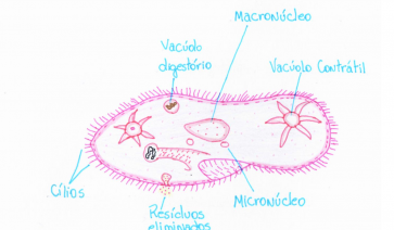  PARAMÉCIO: ESTRUTURA DE UM PROTOZOÁRIO CILIADO