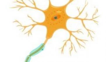  QUAIS SÃO OS NÍVEIS DE ORGANIZAÇÃO DOS SERES VIVOS?