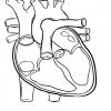  SISTEMA CARDIOVASCULAR - ATIVIDADES 