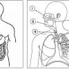  SISTEMA DIGESTÓRIO E SISTEMA RESPIRATÓRIO - ATIVIDADE PARA COLORIR